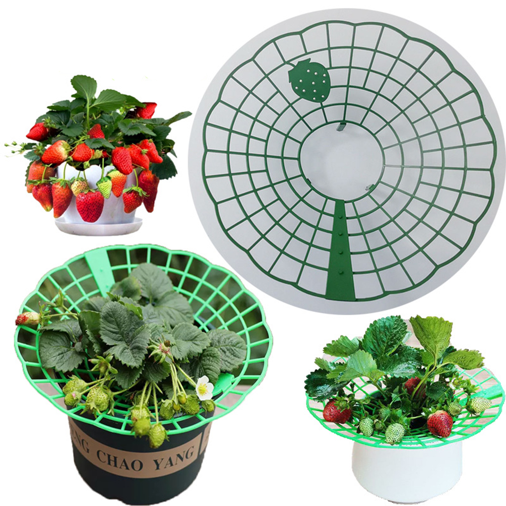 20PCS Strawberry Stand Green C - Vine Climbing Plastic 리뷰 및 가격