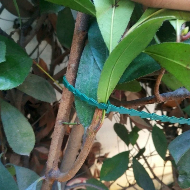 50pcs Adjustable Plastic Plant - Vine Climbing Plastic 리뷰 및 가격