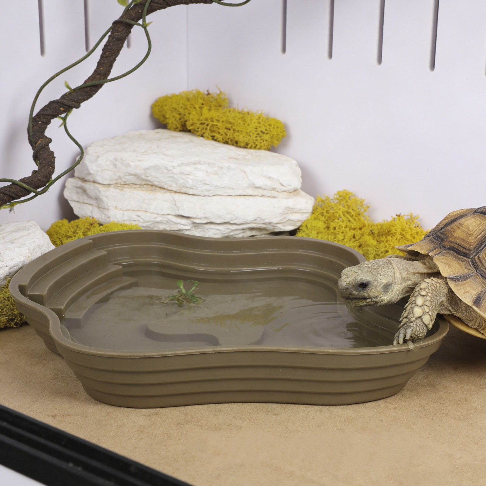 Large Turtle Reptile Bathing P - Water Dish Reptile 리뷰 및 가격