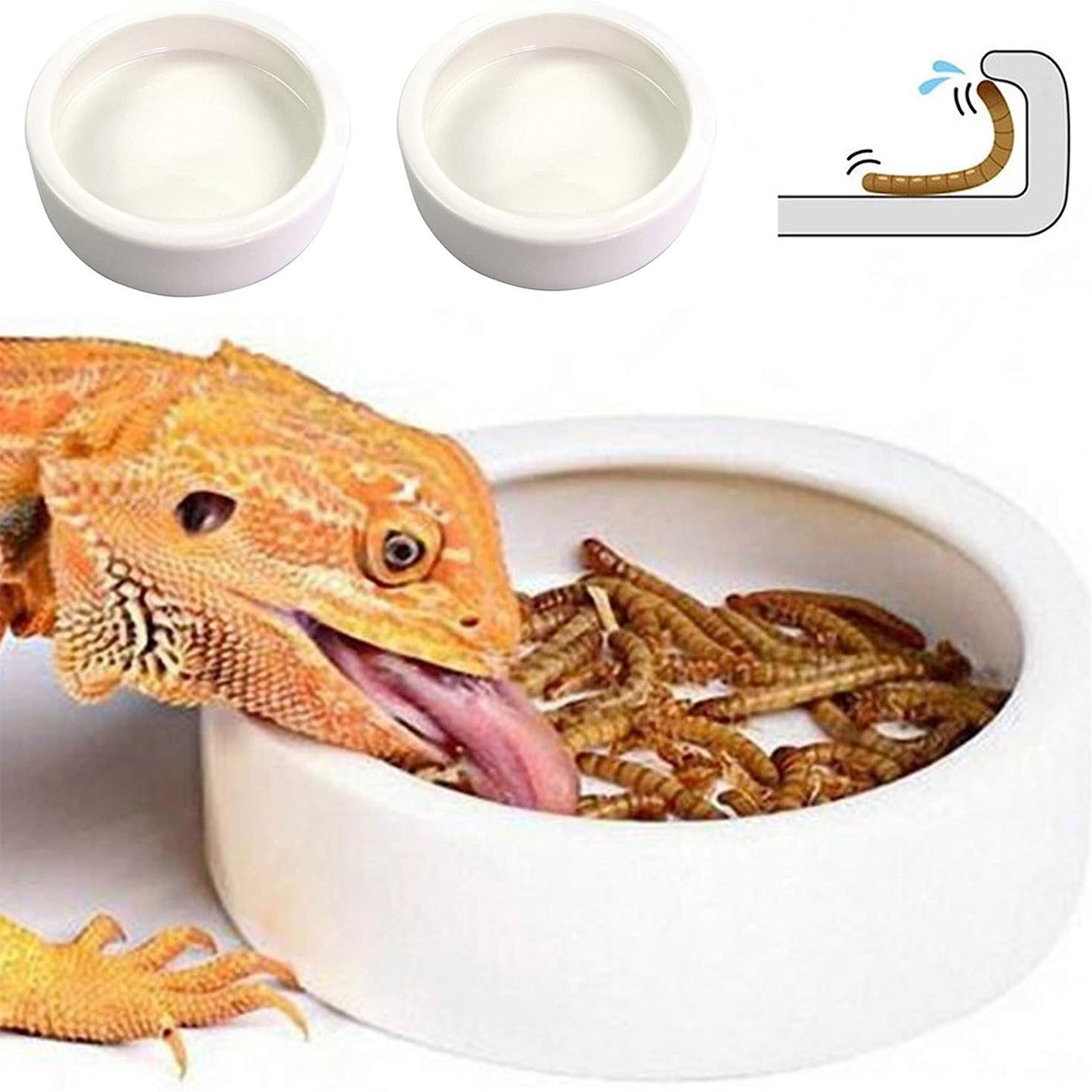 Reptile Food Bowl Feeding and  - Water Dish Reptile 리뷰 및 가격