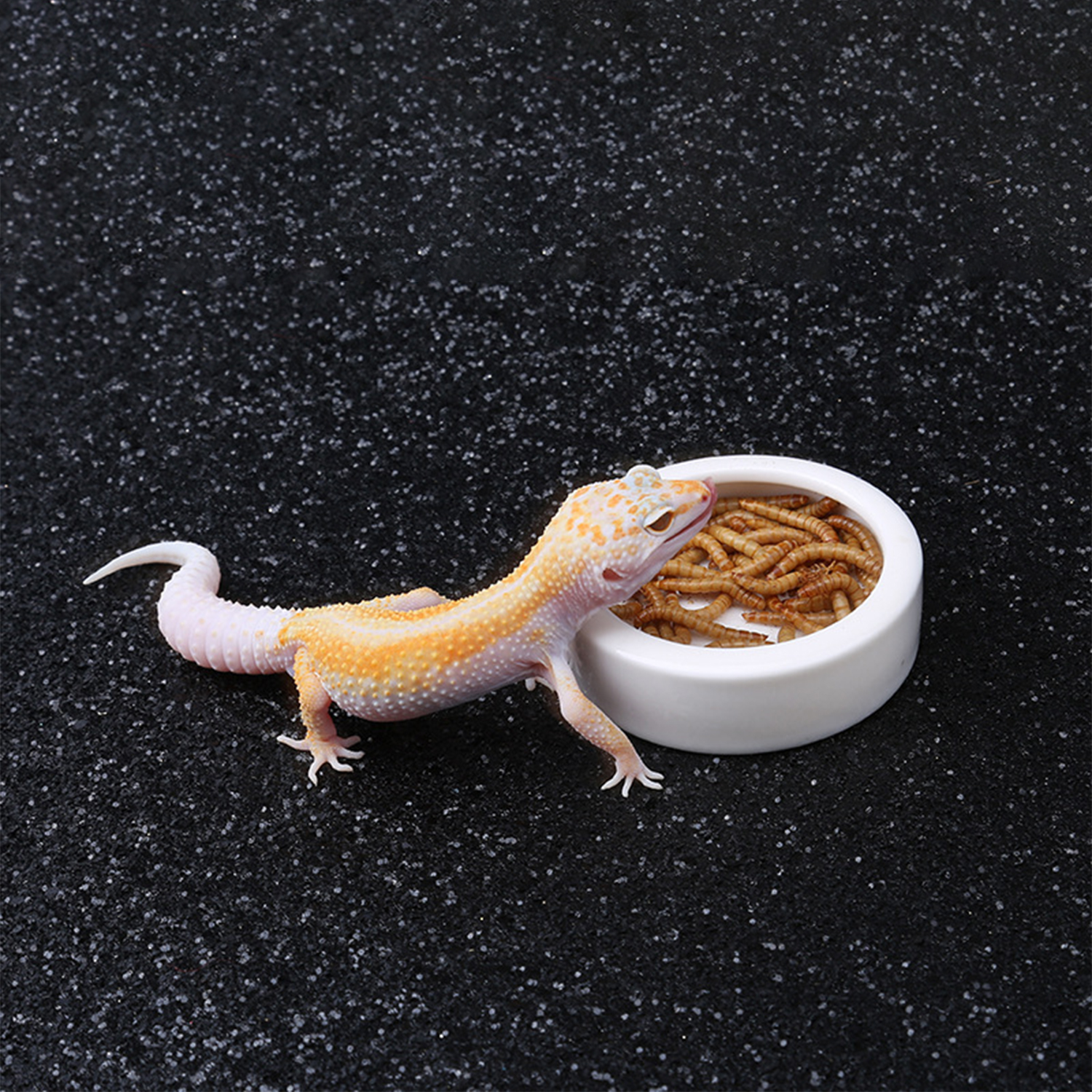 Reptile Food Bowl Feeding and  - Water Dish Reptile 리뷰 및 가격