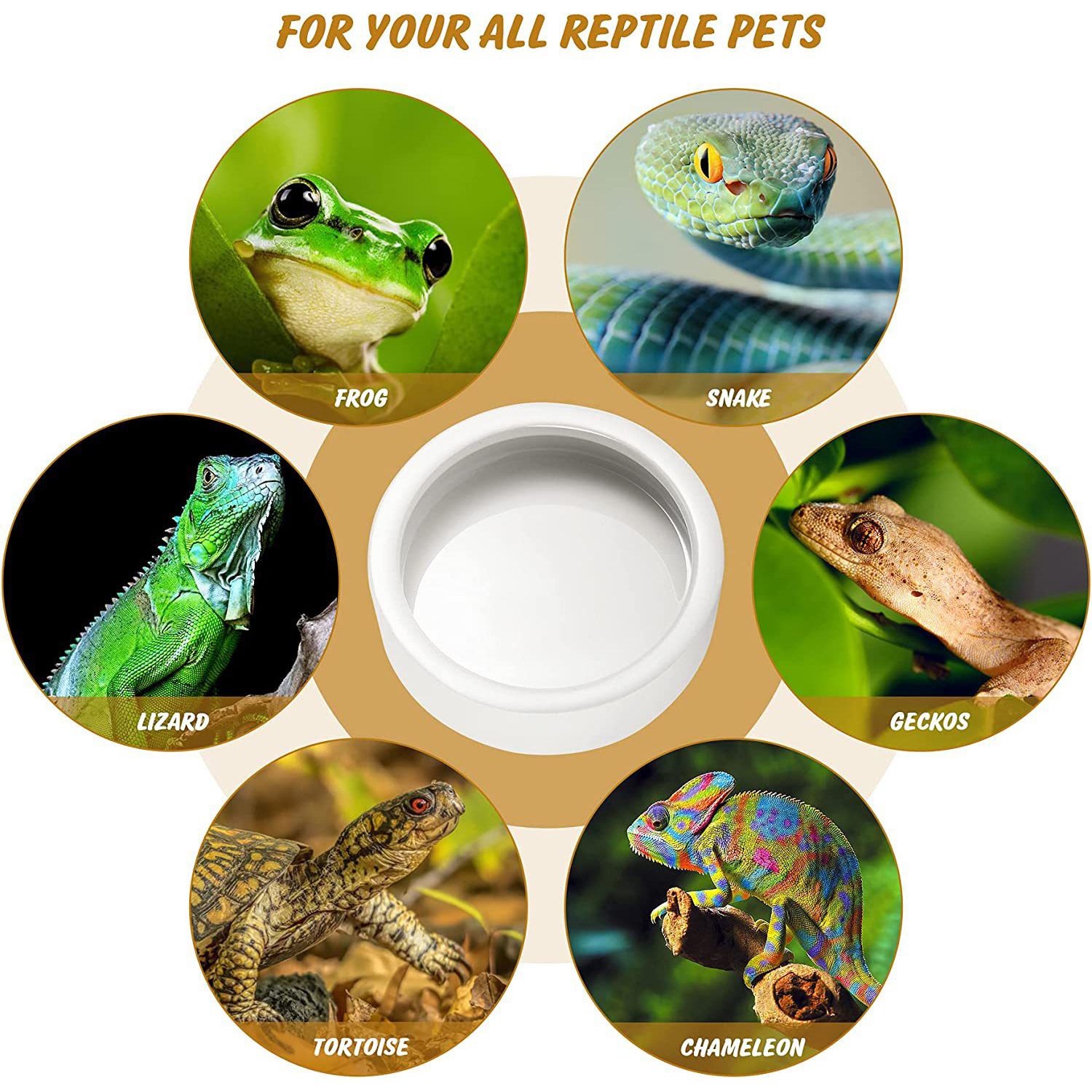 Reptile Food Bowl Feeding and  - Water Dish Reptile 리뷰 및 가격