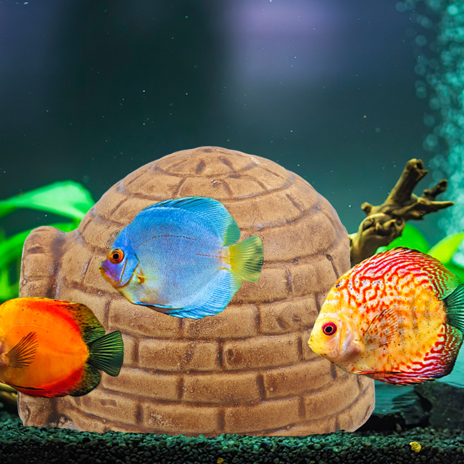 Pleco Caves for Aquarium Durab - Hide Cave Ceramic 리뷰 및 가격