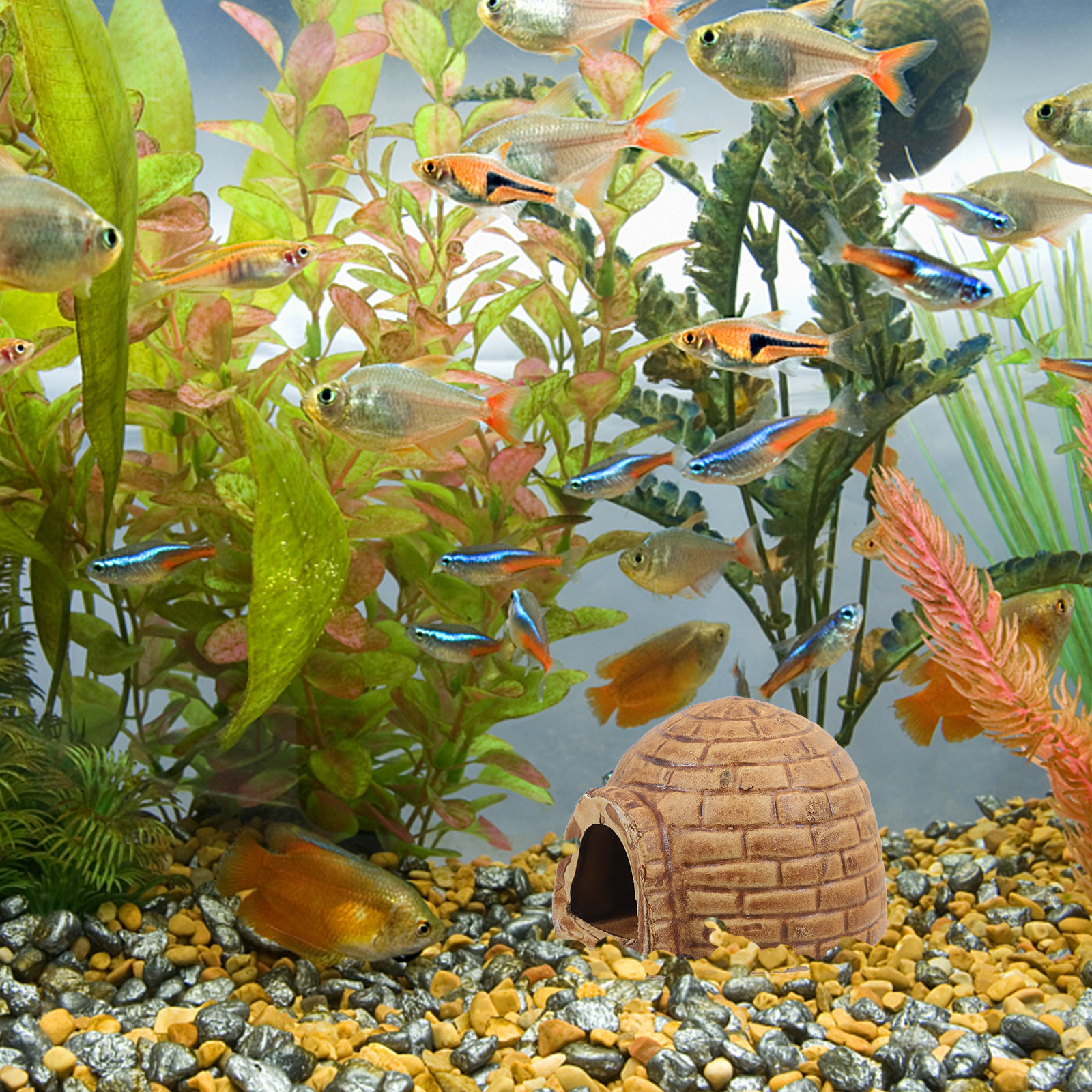 Ceramic Pleco Caves Aquarium F - Hide Cave Ceramic 리뷰 및 가격